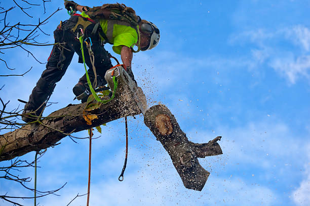 Walton Hills, OH Tree Care Company