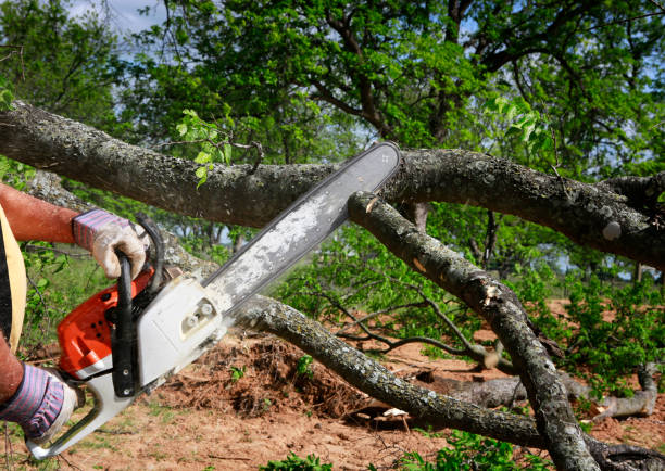 Best Tree Removal  in Walton Hills, OH