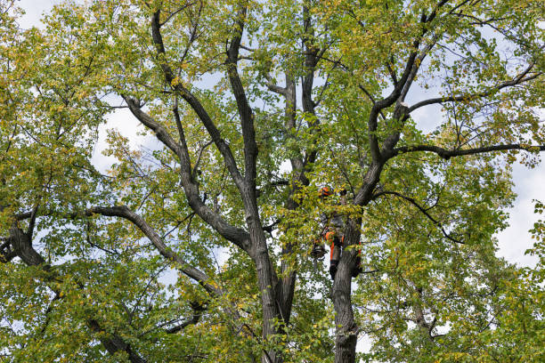 Best Root Management and Removal  in Walton Hills, OH